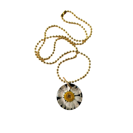 Daisy #1