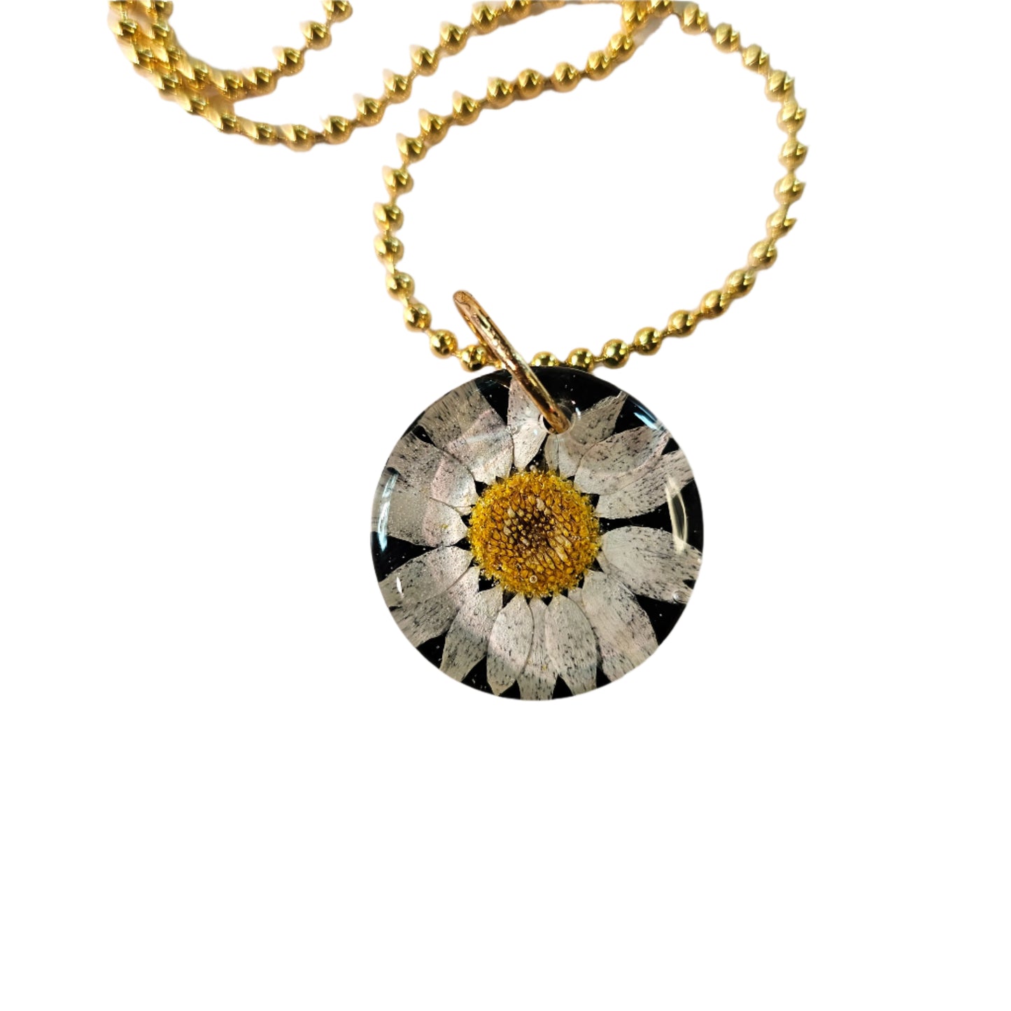 Daisy #1